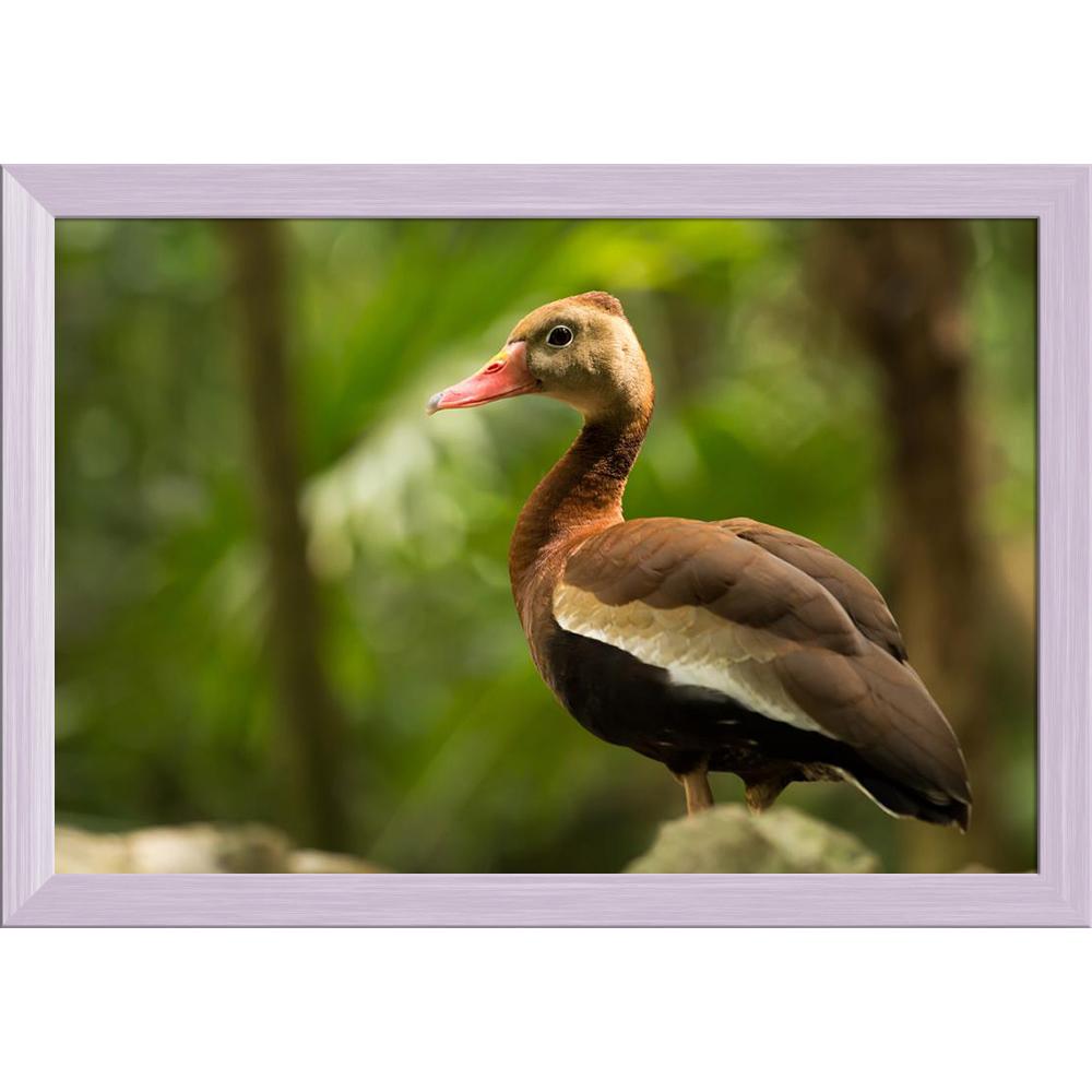 ArtzFolio Black Bellied Whistling Tree Duck in Mexico Canvas Painting Synthetic Frame-Paintings Synthetic Framing-AZ5006327ART_FR_RF_R-0-Image Code 5006327 Vishnu Image Folio Pvt Ltd, IC 5006327, ArtzFolio, Paintings Synthetic Framing, Birds, Photography, black, bellied, whistling, tree, duck, in, mexico, canvas, painting, synthetic, frame, framed, print, wall, for, living, room, with, poster, pitaara, box, large, size, drawing, art, split, big, office, reception, of, kids, panel, designer, decorative, amaz