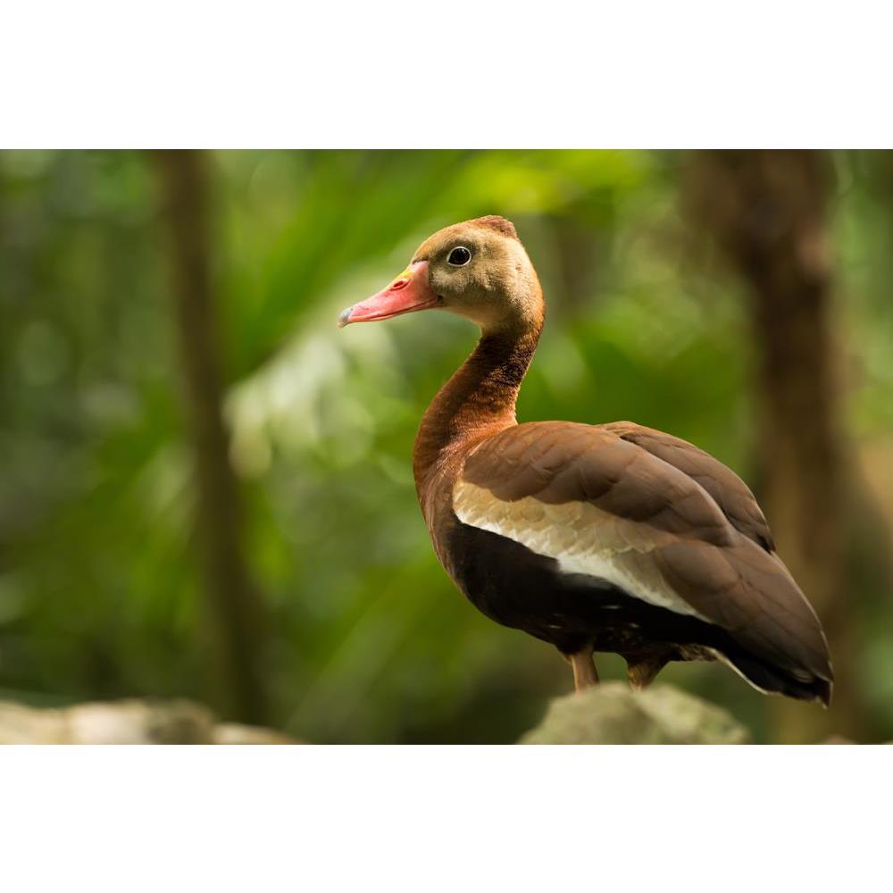 ArtzFolio Black Bellied Whistling Tree Duck in Mexico Canvas Painting-Paintings MDF Framing-AZ5006327ART_UN_RF_R-0-Image Code 5006327 Vishnu Image Folio Pvt Ltd, IC 5006327, ArtzFolio, Paintings MDF Framing, Birds, Photography, black, bellied, whistling, tree, duck, in, mexico, canvas, painting, framed, print, wall, for, living, room, with, frame, poster, pitaara, box, large, size, drawing, art, split, big, office, reception, of, kids, panel, designer, decorative, amazonbasics, reprint, small, bedroom, on, 