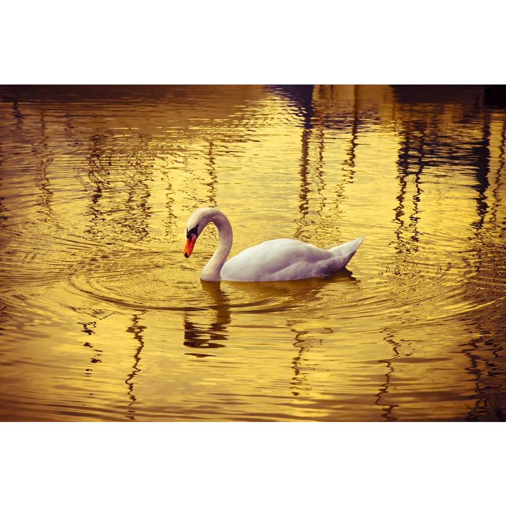 ArtzFolio White Swan In Golden Background Unframed Premium Canvas Painting-Paintings Unframed Premium-AZ5006376ART_UN_RF_R-0-Image Code 5006376 Vishnu Image Folio Pvt Ltd, IC 5006376, ArtzFolio, Paintings Unframed Premium, Birds, Photography, white, swan, in, golden, background, unframed, premium, canvas, painting, large, size, print, wall, for, living, room, without, frame, decorative, poster, art, pitaara, box, drawing, amazonbasics, big, kids, designer, office, reception, reprint, bedroom, panel, panels,