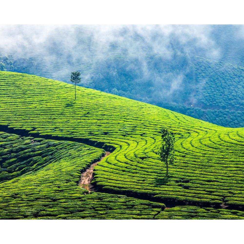 ArtzFolio Image of Tea Plantations In Munnar, Kerala, India Canvas Painting-Paintings MDF Framing-AZ5006416ART_UN_RF_R-0-Image Code 5006416 Vishnu Image Folio Pvt Ltd, IC 5006416, ArtzFolio, Paintings MDF Framing, Landscapes, Places, Photography, image, of, tea, plantations, in, munnar, kerala, india, canvas, painting, framed, print, wall, for, living, room, with, frame, poster, pitaara, box, large, size, drawing, art, split, big, office, reception, kids, panel, designer, decorative, amazonbasics, reprint, 