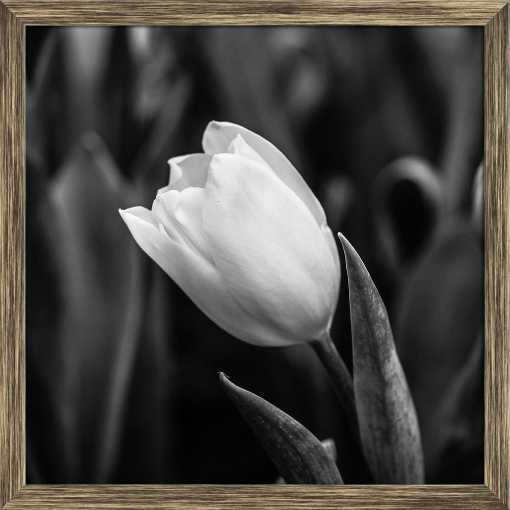 ArtzFolio Tulips Black White Canvas Painting-Paintings Wooden Framing-AZ5006493ART_FR_RF_R-0-Image Code 5006493 Vishnu Image Folio Pvt Ltd, IC 5006493, ArtzFolio, Paintings Wooden Framing, Floral, Photography, tulips, black, white, canvas, painting, framed, print, wall, for, living, room, with, frame, poster, pitaara, box, large, size, drawing, art, split, big, office, reception, of, kids, panel, designer, decorative, amazonbasics, reprint, small, bedroom, on, scenery, flower, tulip, bridal, macro, arrangem