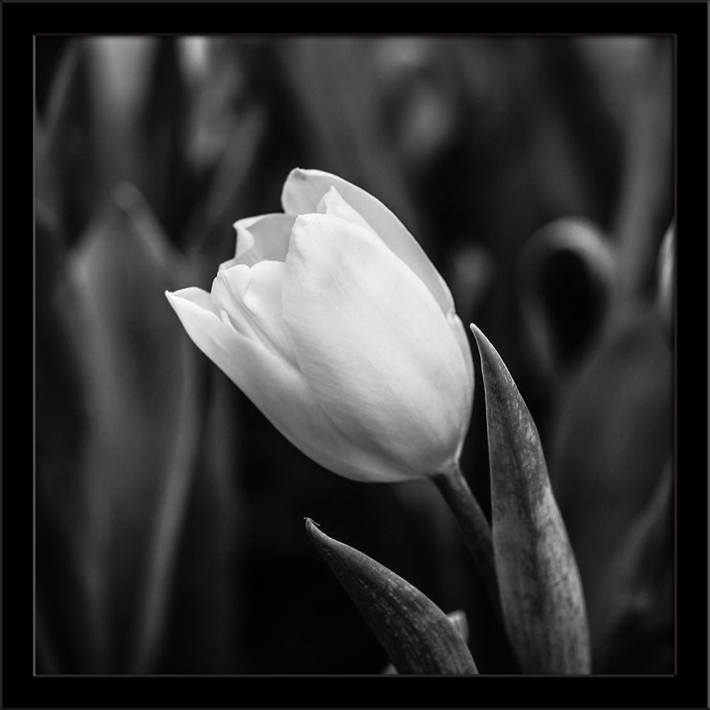 Tulips Black & White Painting Poster Frame-Regular Art Framed-REG_FR-IC 5006493 IC 5006493, Black, Black and White, Botanical, Floral, Flowers, Love, Nature, Perspective, Romance, Scenic, White, tulips, painting, poster, frame, arrangement, beautiful, bloom, blossoms, bouquet, bridal, bud, bunch, drop, flora, flower, fresh, green, grey, macro, natural, outdoor, park, petal, pretty, purple, rain, seasonal, spring, sunshine, tulip, artzfolio, wall decor for living room, wall frames for living room, frames for