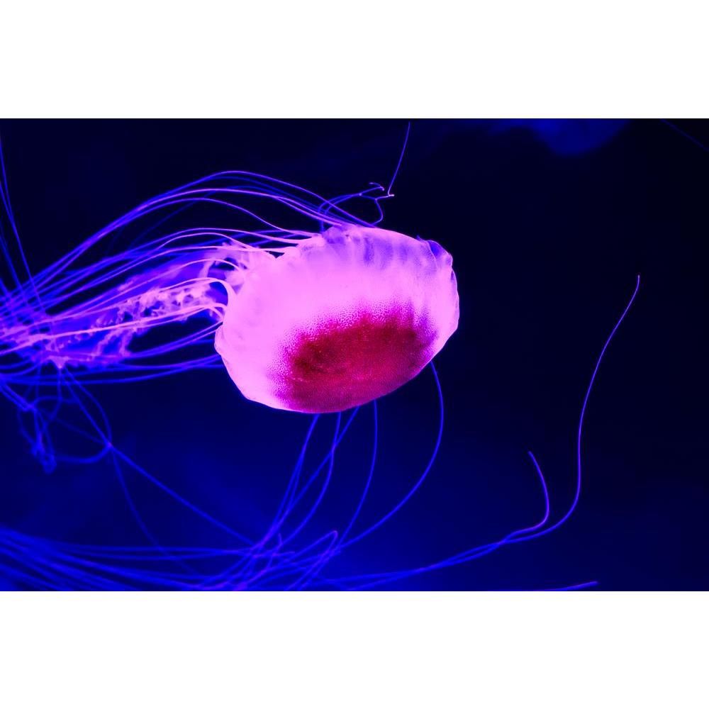 ArtzFolio Purple Jellyfish Swimming In Deep Blue Sea Canvas Painting-Paintings MDF Framing-AZ5006494ART_UN_RF_R-0-Image Code 5006494 Vishnu Image Folio Pvt Ltd, IC 5006494, ArtzFolio, Paintings MDF Framing, Animals, Photography, purple, jellyfish, swimming, in, deep, blue, sea, canvas, painting, framed, print, wall, for, living, room, with, frame, poster, pitaara, box, large, size, drawing, art, split, big, office, reception, of, kids, panel, designer, decorative, amazonbasics, reprint, small, bedroom, on, 