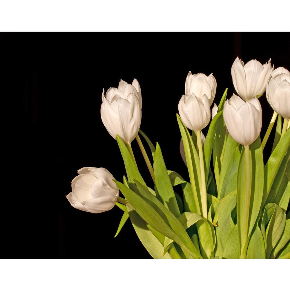 white tulips wallpaper black background