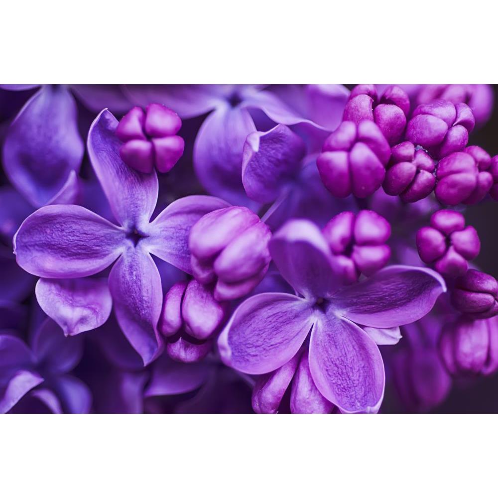 ArtzFolio Lilac Flowers Background Canvas Painting-Paintings MDF Framing-AZ5006590ART_UN_RF_R-0-Image Code 5006590 Vishnu Image Folio Pvt Ltd, IC 5006590, ArtzFolio, Paintings MDF Framing, Floral, Photography, lilac, flowers, background, canvas, painting, framed, print, wall, for, living, room, with, frame, poster, pitaara, box, large, size, drawing, art, split, big, office, reception, of, kids, panel, designer, decorative, amazonbasics, reprint, small, bedroom, on, scenery, macro, head, freshness, petal, g