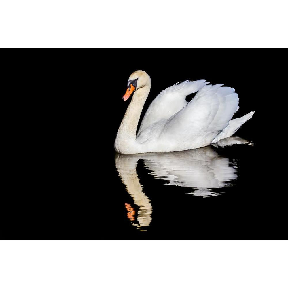 ArtzFolio Swan on Water with a Mirror Image Reflection Unframed Premium Canvas Painting-Paintings Unframed Premium-AZ5006652ART_UN_RF_R-0-Image Code 5006652 Vishnu Image Folio Pvt Ltd, IC 5006652, ArtzFolio, Paintings Unframed Premium, Birds, Photography, swan, on, water, with, a, mirror, image, reflection, unframed, premium, canvas, painting, large, size, print, wall, for, living, room, without, frame, decorative, poster, art, pitaara, box, drawing, amazonbasics, big, kids, designer, office, reception, rep