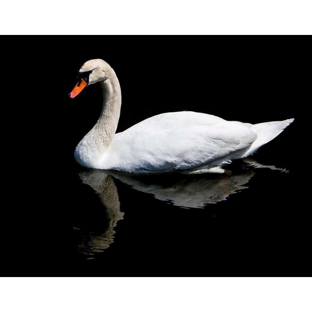 ArtzFolio White Swan Reflected In The Lake Canvas Painting-Paintings MDF Framing-AZ5006738ART_UN_RF_R-0-Image Code 5006738 Vishnu Image Folio Pvt Ltd, IC 5006738, ArtzFolio, Paintings MDF Framing, Birds, Photography, white, swan, reflected, in, the, lake, canvas, painting, framed, print, wall, for, living, room, with, frame, poster, pitaara, box, large, size, drawing, art, split, big, office, reception, of, kids, panel, designer, decorative, amazonbasics, reprint, small, bedroom, on, scenery, adult, animal,