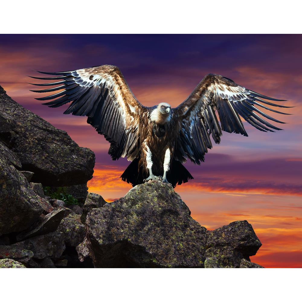 ArtzFolio Condor Sitting On Stone Against Sunset Sky Unframed Premium Canvas Painting-Paintings Unframed Premium-AZ5006750ART_UN_RF_R-0-Image Code 5006750 Vishnu Image Folio Pvt Ltd, IC 5006750, ArtzFolio, Paintings Unframed Premium, Birds, Photography, condor, sitting, on, stone, against, sunset, sky, unframed, premium, canvas, painting, large, size, print, wall, for, living, room, without, frame, decorative, poster, art, pitaara, box, drawing, amazonbasics, big, kids, designer, office, reception, reprint,