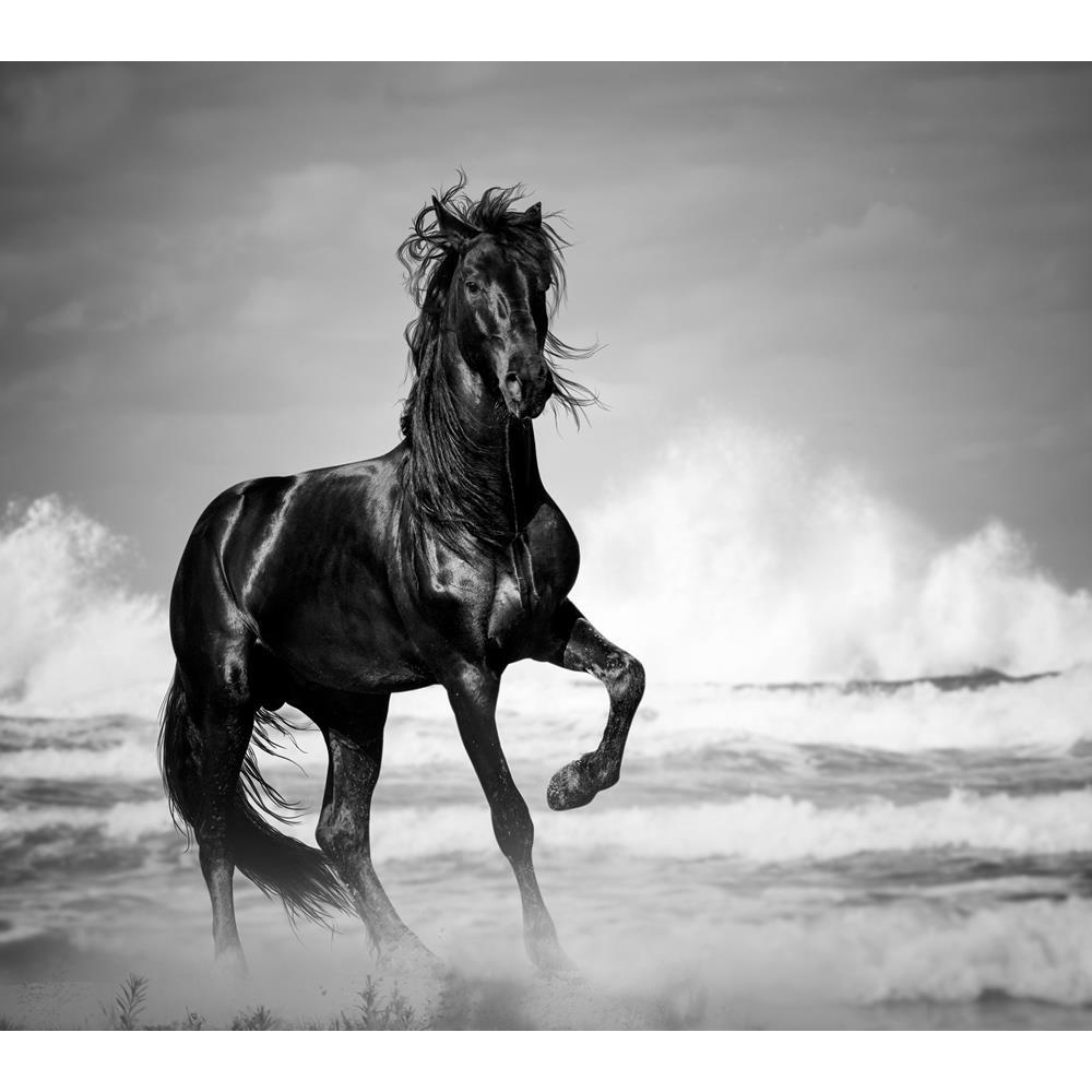 ArtzFolio Black Stallion By The Seaside In The Wild Canvas Painting-Paintings MDF Framing-AZ5006768ART_UN_RF_R-0-Image Code 5006768 Vishnu Image Folio Pvt Ltd, IC 5006768, ArtzFolio, Paintings MDF Framing, Animals, Photography, black, stallion, by, the, seaside, in, wild, canvas, painting, framed, print, wall, for, living, room, with, frame, poster, pitaara, box, large, size, drawing, art, split, big, office, reception, of, kids, panel, designer, decorative, amazonbasics, reprint, small, bedroom, on, scener