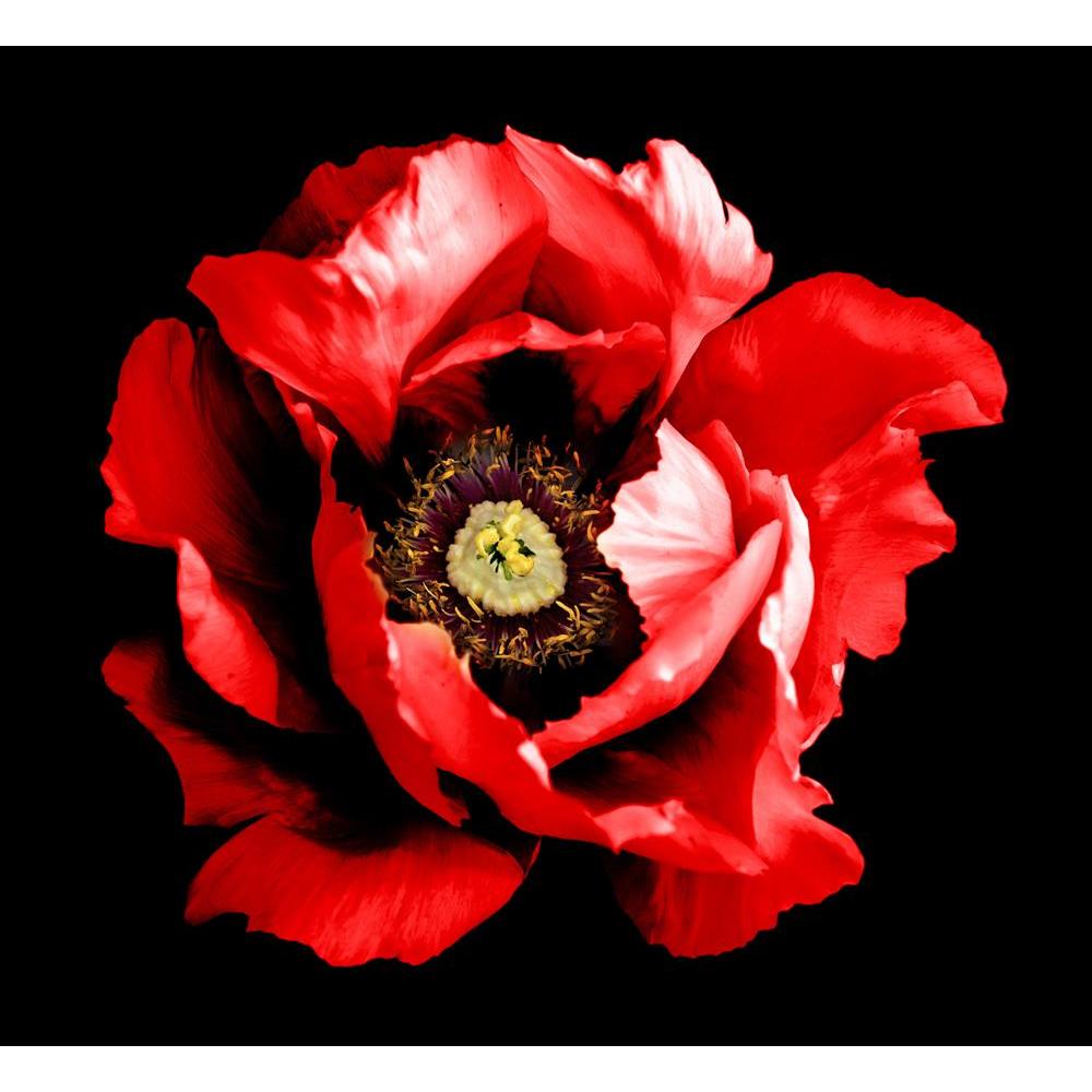 ArtzFolio Surreal Dark Chrome Red Peony Flower Canvas Painting-Paintings MDF Framing-AZ5006848ART_UN_RF_R-0-Image Code 5006848 Vishnu Image Folio Pvt Ltd, IC 5006848, ArtzFolio, Paintings MDF Framing, Floral, Photography, surreal, dark, chrome, red, peony, flower, canvas, painting, framed, print, wall, for, living, room, with, frame, poster, pitaara, box, large, size, drawing, art, split, big, office, reception, of, kids, panel, designer, decorative, amazonbasics, reprint, small, bedroom, on, scenery, close