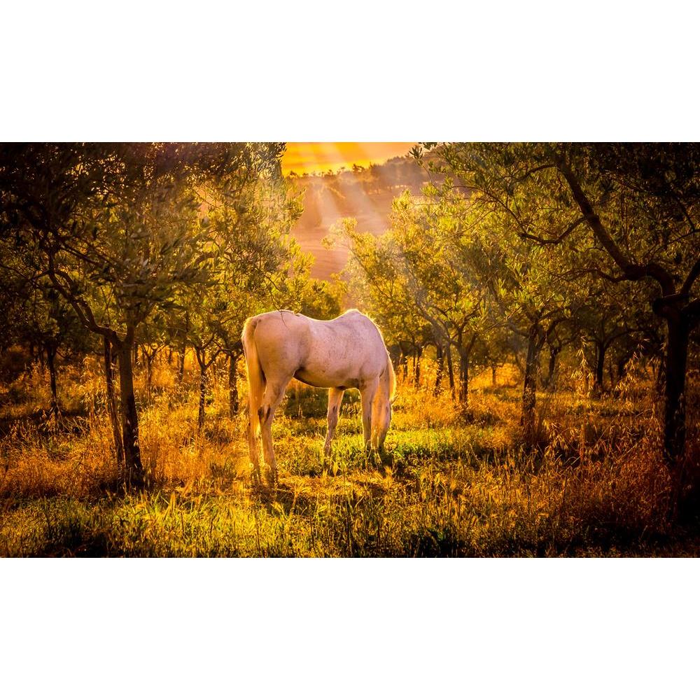 ArtzFolio White Wild Horse In Olive Tuscan Orchard Canvas Painting-Paintings MDF Framing-AZ5006873ART_UN_RF_R-0-Image Code 5006873 Vishnu Image Folio Pvt Ltd, IC 5006873, ArtzFolio, Paintings MDF Framing, Animals, Landscapes, Photography, white, wild, horse, in, olive, tuscan, orchard, canvas, painting, framed, print, wall, for, living, room, with, frame, poster, pitaara, box, large, size, drawing, art, split, big, office, reception, of, kids, panel, designer, decorative, amazonbasics, reprint, small, bedro