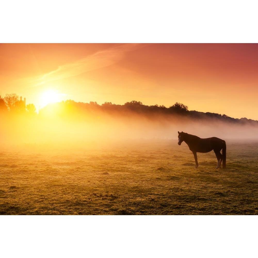 ArtzFolio Arabian Horses Grazing On Pasture, Ukraine, Europe Canvas Painting-Paintings MDF Framing-AZ5006923ART_UN_RF_R-0-Image Code 5006923 Vishnu Image Folio Pvt Ltd, IC 5006923, ArtzFolio, Paintings MDF Framing, Animals, Landscapes, Photography, arabian, horses, grazing, on, pasture, ukraine, europe, canvas, painting, framed, print, wall, for, living, room, with, frame, poster, pitaara, box, large, size, drawing, art, split, big, office, reception, of, kids, panel, designer, decorative, amazonbasics, rep