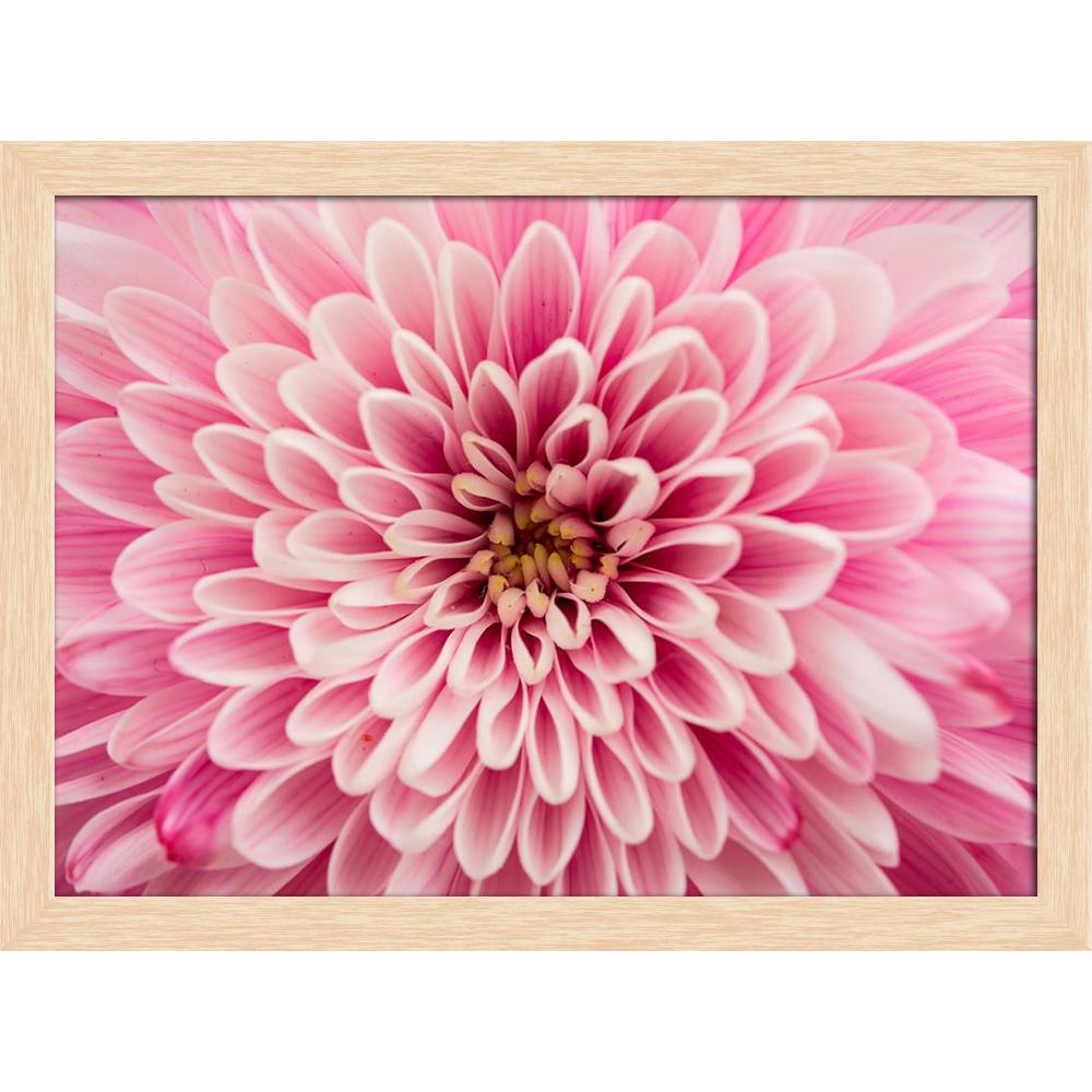 ArtzFolio Close Up of Chrysanthemum Flower Canvas Painting Synthetic Frame-Paintings Synthetic Framing-AZ5007006ART_FR_RF_R-0-Image Code 5007006 Vishnu Image Folio Pvt Ltd, IC 5007006, ArtzFolio, Paintings Synthetic Framing, Floral, Photography, close, up, of, chrysanthemum, flower, canvas, painting, synthetic, frame, framed, print, wall, for, living, room, with, poster, pitaara, box, large, size, drawing, art, split, big, office, reception, kids, panel, designer, decorative, amazonbasics, reprint, small, b