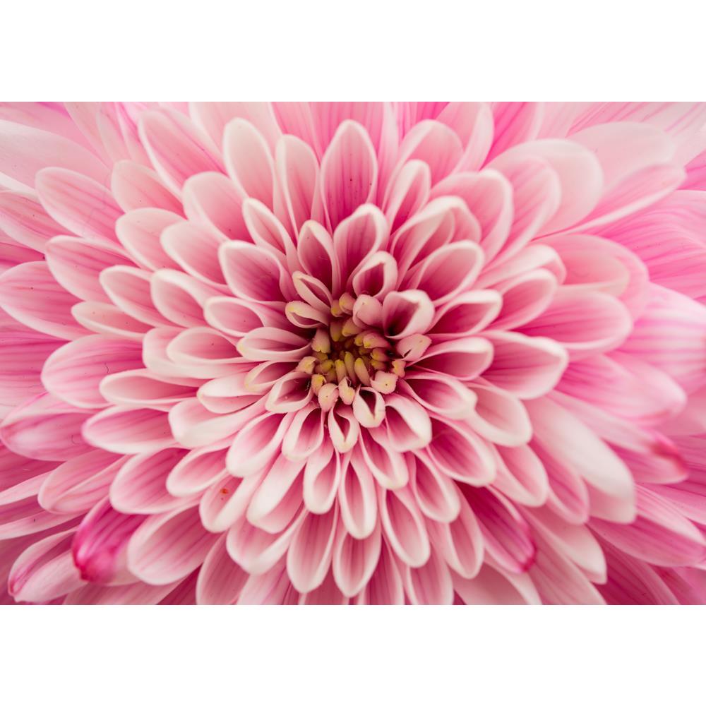 ArtzFolio Close Up of Chrysanthemum Flower Canvas Painting-Paintings MDF Framing-AZ5007006ART_UN_RF_R-0-Image Code 5007006 Vishnu Image Folio Pvt Ltd, IC 5007006, ArtzFolio, Paintings MDF Framing, Floral, Photography, close, up, of, chrysanthemum, flower, canvas, painting, framed, print, wall, for, living, room, with, frame, poster, pitaara, box, large, size, drawing, art, split, big, office, reception, kids, panel, designer, decorative, amazonbasics, reprint, small, bedroom, on, scenery, abstract, autumn, 