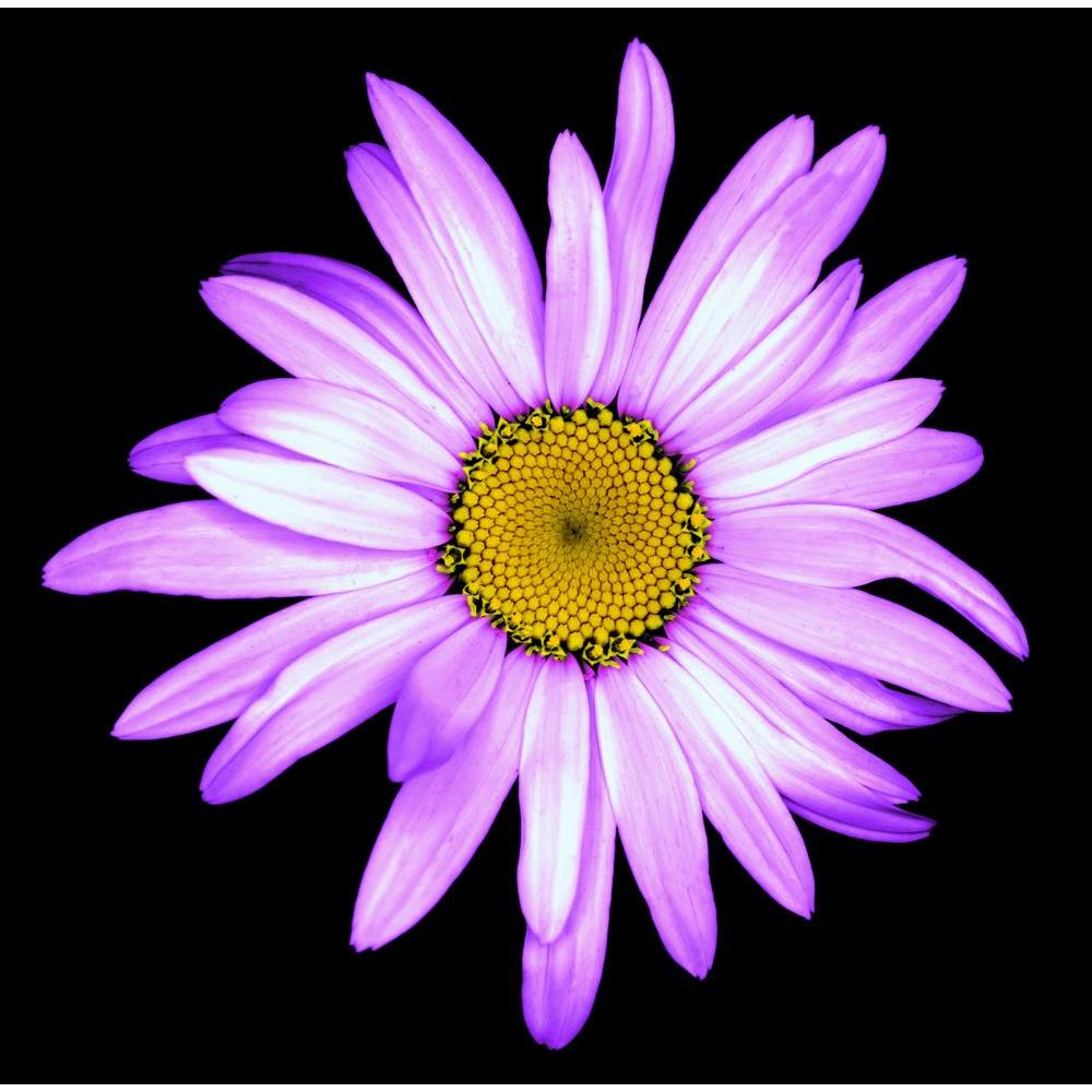 ArtzFolio Surreal Dark Chrome Purple White Daisy Flower Unframed Premium Canvas Painting-Paintings Unframed Premium-AZ5007053ART_UN_RF_R-0-Image Code 5007053 Vishnu Image Folio Pvt Ltd, IC 5007053, ArtzFolio, Paintings Unframed Premium, Floral, Photography, surreal, dark, chrome, purple, white, daisy, flower, unframed, premium, canvas, painting, large, size, print, wall, for, living, room, without, frame, decorative, poster, art, pitaara, box, drawing, amazonbasics, big, kids, designer, office, reception, r