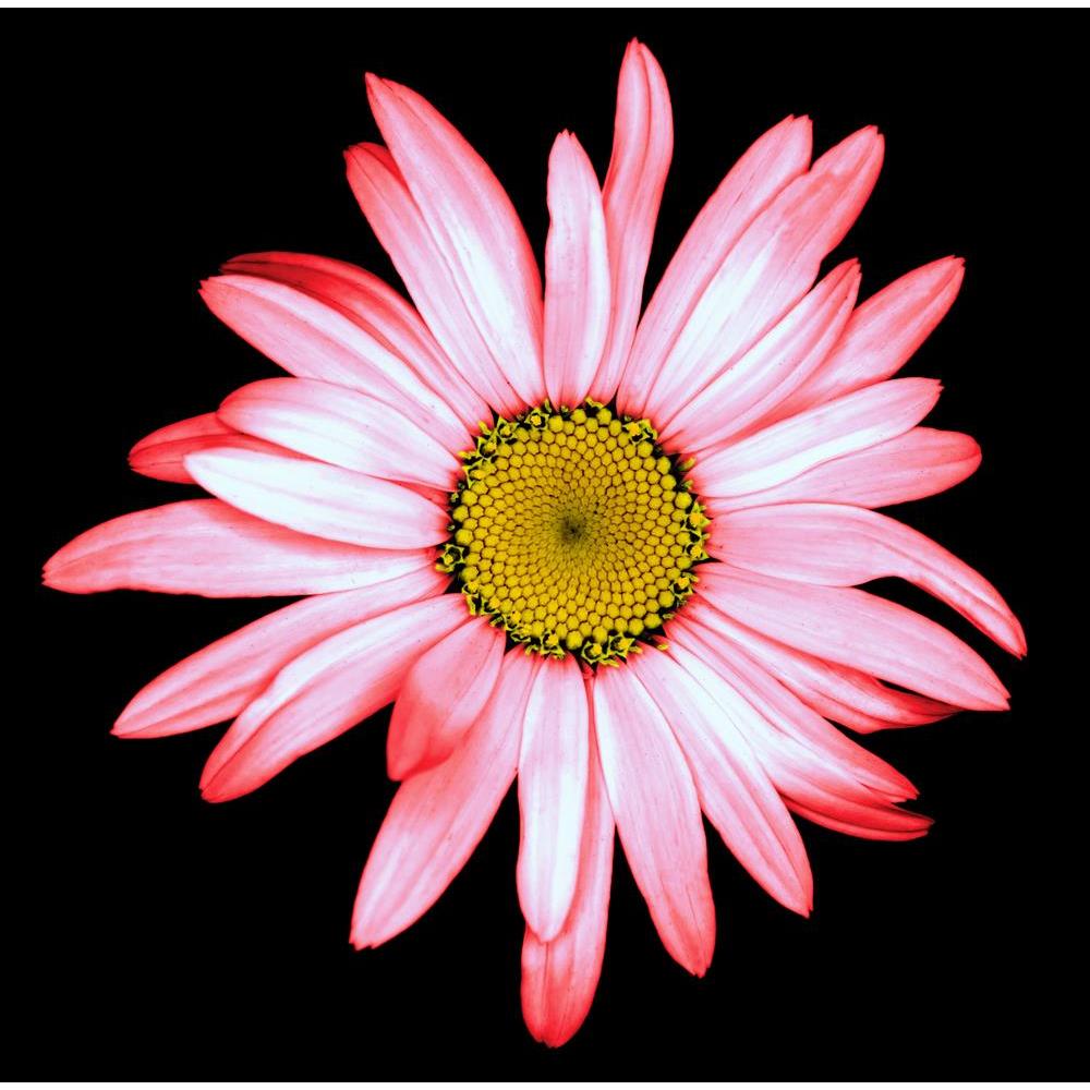 ArtzFolio Surreal Dark Chrome Pink White Daisy Flower Unframed Premium Canvas Painting-Paintings Unframed Premium-AZ5007054ART_UN_RF_R-0-Image Code 5007054 Vishnu Image Folio Pvt Ltd, IC 5007054, ArtzFolio, Paintings Unframed Premium, Floral, Photography, surreal, dark, chrome, pink, white, daisy, flower, unframed, premium, canvas, painting, large, size, print, wall, for, living, room, without, frame, decorative, poster, art, pitaara, box, drawing, amazonbasics, big, kids, designer, office, reception, repri