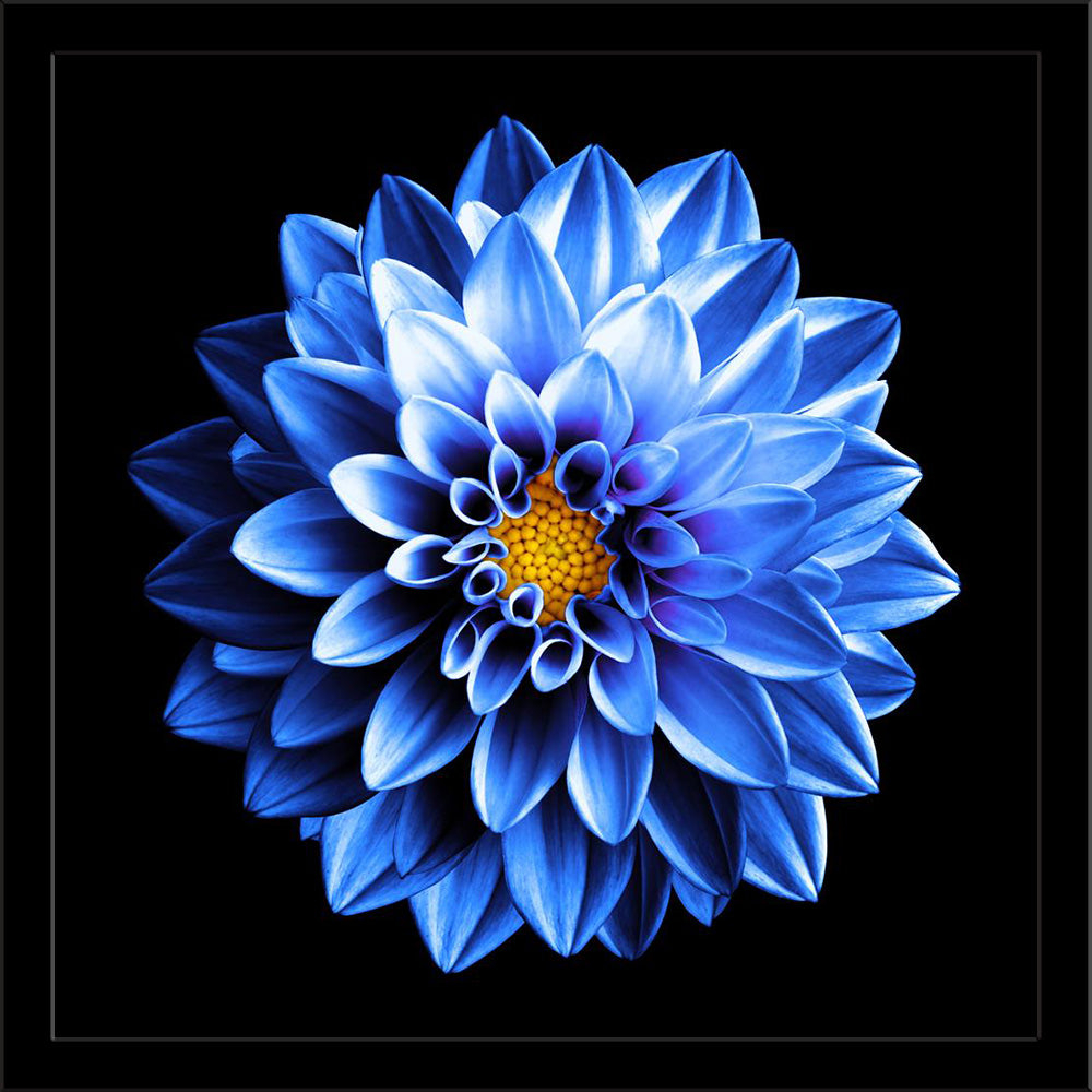 Surreal Dark Dahlia Flower Painting Poster Frame-Regular Art Framed-REG_FR-IC 5007061 IC 5007061, Black, Black and White, Botanical, Floral, Flowers, Love, Nature, Romance, Scenic, Surrealism, White, surreal, dark, dahlia, flower, painting, poster, frame, autumn, background, bloom, blossom, blue, botany, bright, closeup, color, colorful, daisy, day, drop, exotic, garden, growth, head, isolated, on, light, macro, natural, one, orangery, perennial, petal, plant, rainy, spring, star, summer, surrealistic, tend