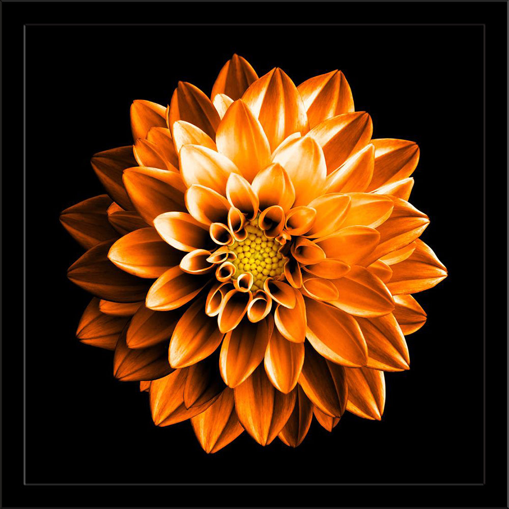 Surreal Dark Dahlia Flower Painting Poster Frame-Regular Art Framed-REG_FR-IC 5007062 IC 5007062, Black, Black and White, Botanical, Floral, Flowers, Love, Nature, Retro, Romance, Scenic, Surrealism, White, surreal, dark, dahlia, flower, painting, poster, frame, autumn, background, bloom, blossom, botany, bright, closeup, color, colorful, daisy, day, drop, exotic, garden, growth, head, isolated, on, macro, natural, one, orange, orangery, perennial, petal, plant, rainy, spring, star, summer, surrealistic, te